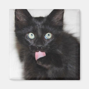 Imán Ranger Kitten Cleaning Paw Magnet