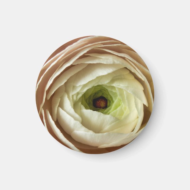Imán Ranunculus Flower Magnet (Frente)