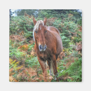 Imán Rara Palomino New Forest Pony & Bracken - Inglater