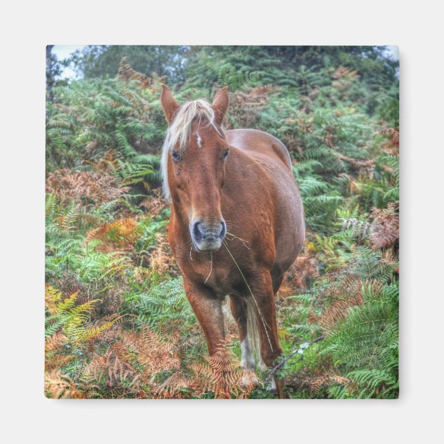 Imán Rara Palomino New Forest Pony & Bracken - Inglater (Frente)