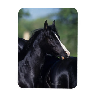 Imán Rasguño árabe del caballo