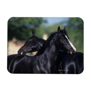 Imán Rasguño árabe del caballo