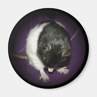 Imán Rat cutie imnet