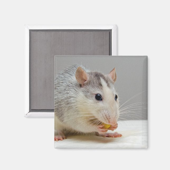 Imán Rata blanca y gris, comida de plato (Anverso/Reverso)