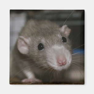 Imán Rata curiosa