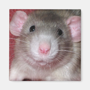 Imán Rata Dumbo Adorable