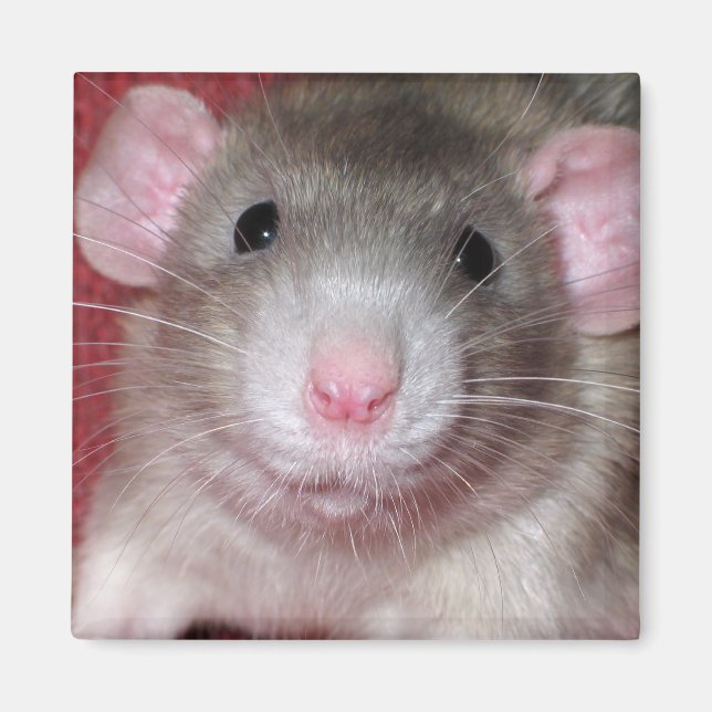 Imán Rata Dumbo Adorable (Frente)