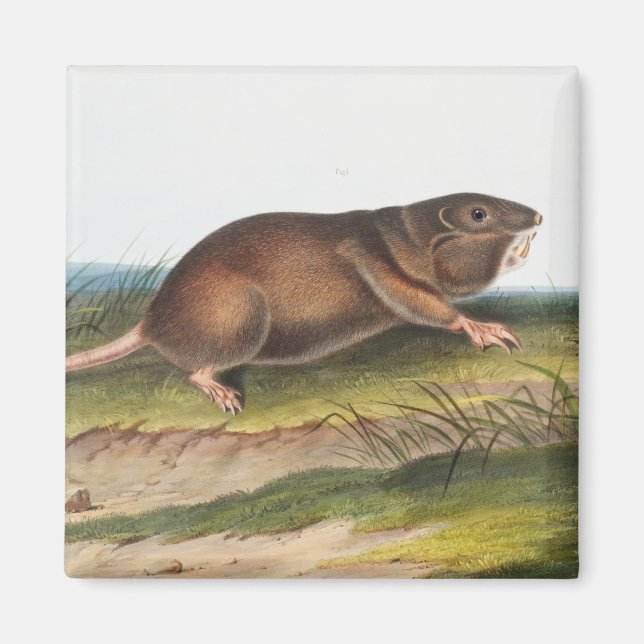 Imán Rata valija del sur, Ilustracion Shrew Mole (Frente)