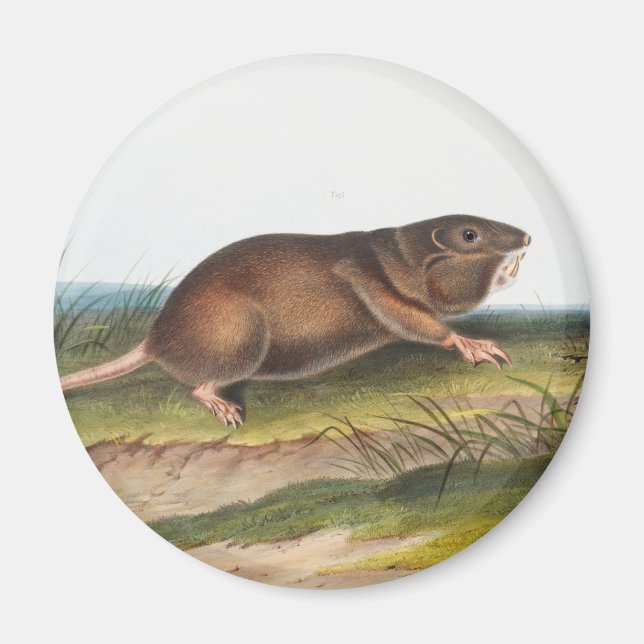 Imán Rata valija del sur, Ilustracion Shrew Mole (Frente)
