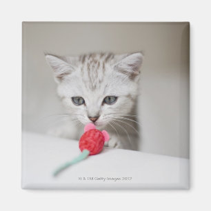 Imán Ratón del juguete del gatito británico del
