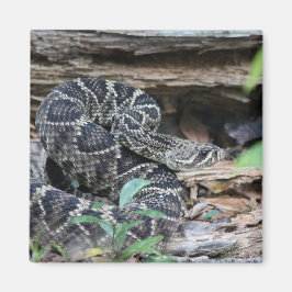 Imán Rattlesnake