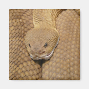 Imán Rattlesnake Head