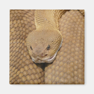 Imán Rattlesnake Head