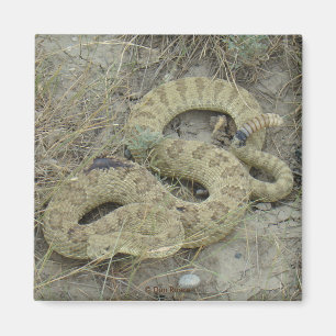 Imán Rattlesnake R20 Prairie herido