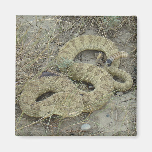Imán Rattlesnake R20 Prairie herido (Frente)