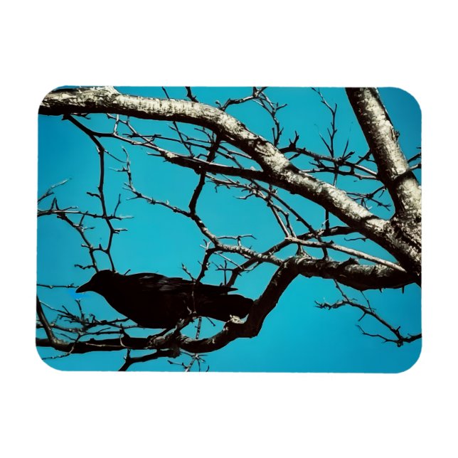 Imán Raven Crow Black Bird Silver Tree Blue Sky Photo (Horizontal)