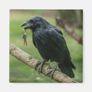 Imán Raven en una rama con clave