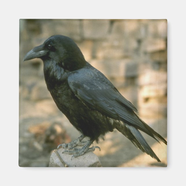 Imán Raven imnet (Frente)