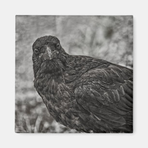 Imán Raven P9239