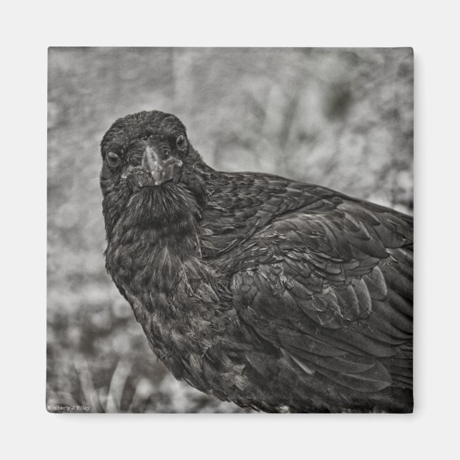 Imán Raven P9239 (Frente)