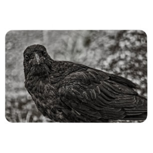 Imán Raven P9239
