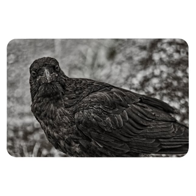 Imán Raven P9239 (Horizontal)