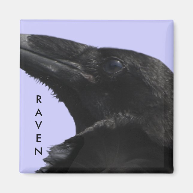 Imán Raven Profile Magnet (Frente)