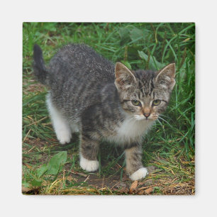 Imán rayado del gatito del tigre