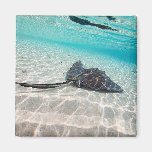 Imán Rayo de aguijón (Frente)