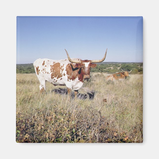 Imán Raza Longhorn de Texas (foto) (Frente)