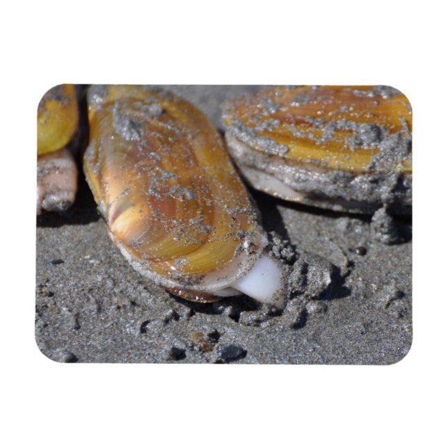 Imán Razor Clams Diggging (Horizontal)