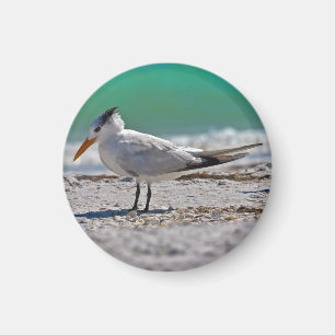 Imán real de la golondrina de mar