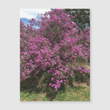 Imán Rebel Sage completo