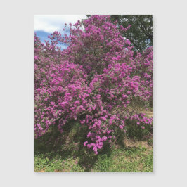 Imán Rebel Sage completo