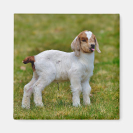 Imán Recién Nacido Boer Goat
