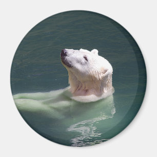 Imán Reclinación del oso polar