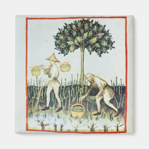 Imán Recogedores del espárrago, siglo XIII