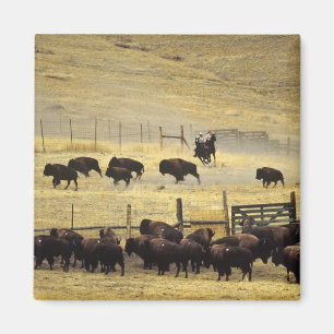 Imán Recopilación del National Bison Range en Montana