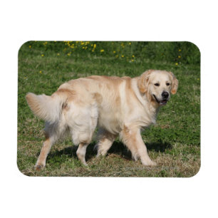 Imán Recorrido de Golden Retriever