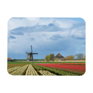 Imán rectangular de paro y tulipanes