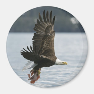Imán Recuperación de peces de águila calva