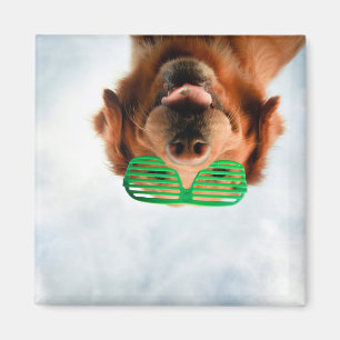 Imán Recuperador de oro con gafas de sol verdes