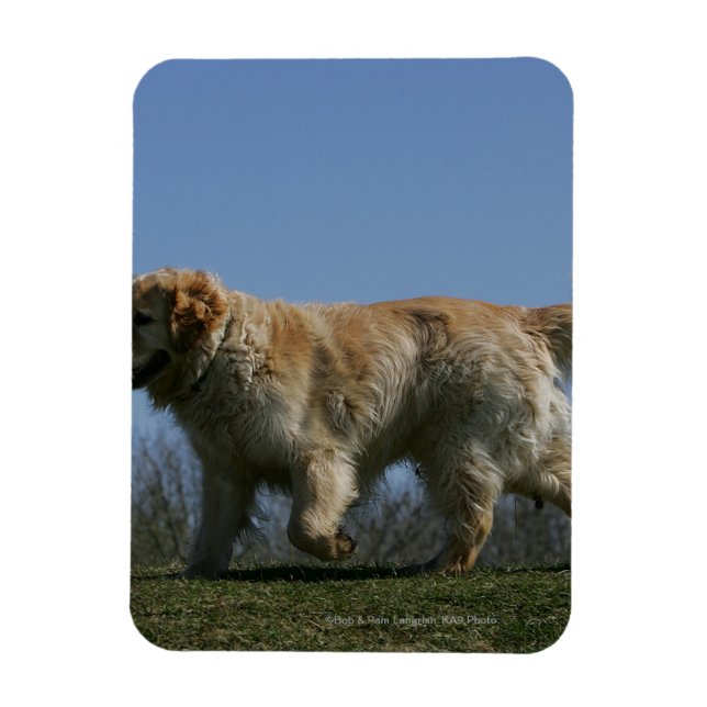 Imán Recuperador de oro corriendo 3 (Vertical)