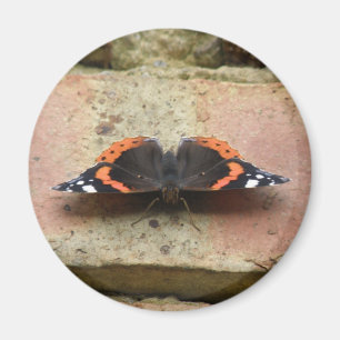 Imán Red Admiral Magnet de Mariposa