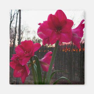 Imán Red Amaryllis y el amanecer invernal