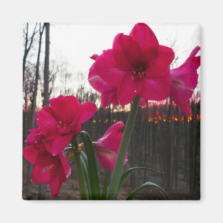 Imán Red Amaryllis y el amanecer invernal