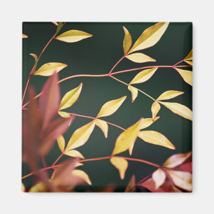 Imán Red and Gold Magnet