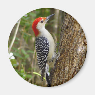 Imán Red Bellie Woodpecker Magnet