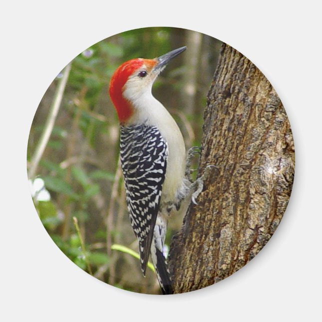 Imán Red Bellie Woodpecker Magnet (Frente)
