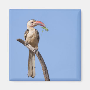 Imán Red-billed Hornbill